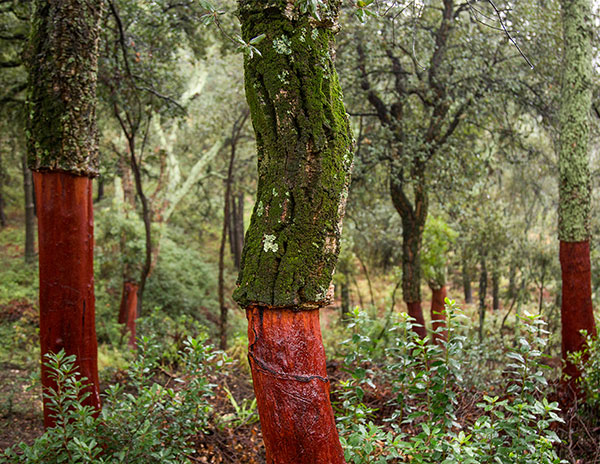 Cork-Oak-Forests_600W