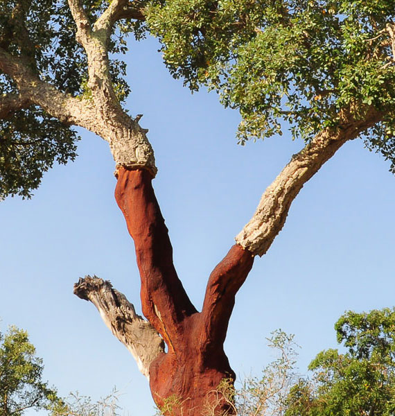 Cork-oak-tree-harvested