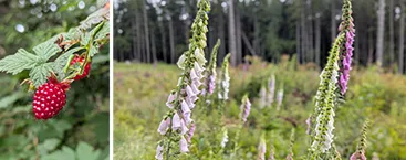 salmonberries and fox gloves