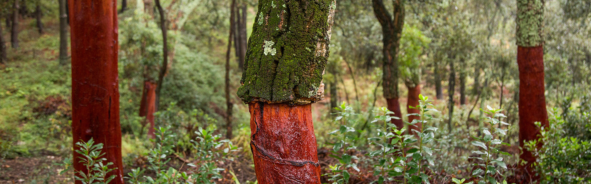 cork_oak_forests_1920x600