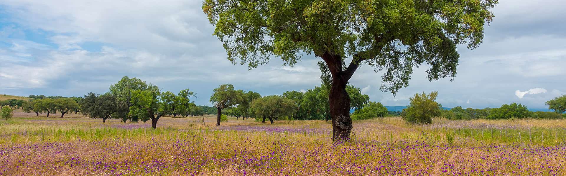 cork_oak_banner-3