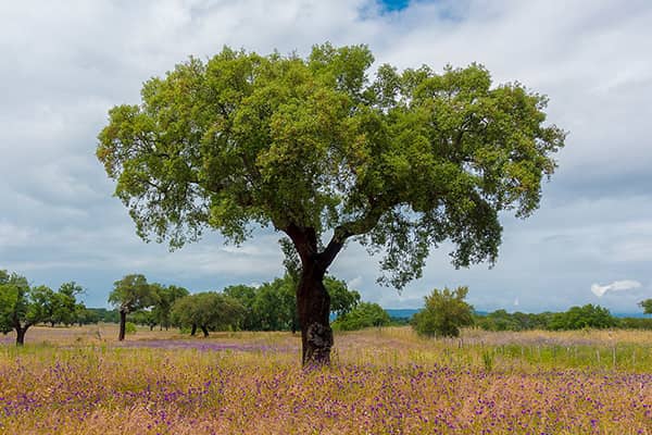 corkoak_related_thumbnail