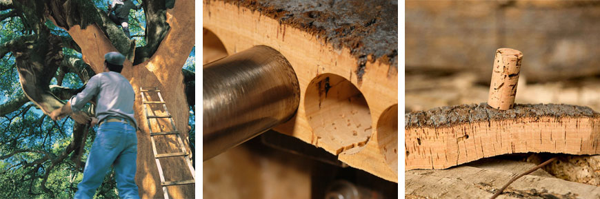 cork is harvested from the bark of the cork oak tree